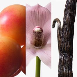 Calvin Klein Euphoria edt vapo 100 ml Eau de Toilette Vaporizador para Mujer