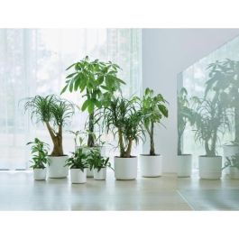 Elho ELH8711904249465 Maceta B.for Soft Round Blanco Ø 35 x H 32 cm interior 100% reciclada Elho ELH8711904249465 Maceta B.for Soft Round Blanco Ø 35 x H 32 cm interior 100% reciclada