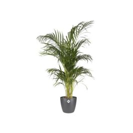 Elho Brussels Rond 30 Maceta para Interior Antracita Ø 29,5 x H 27,1 cm