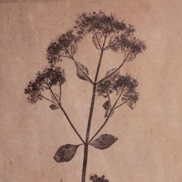 Cuadro Impresión Flores 4/M Dm-Cristal 30 X 2 X 60 cm