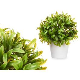 Ibergarden Planta Hojas Finas con Maceta Blanca de Plástico 17x27x17 cm (6 Unidades) Precio: 21.78999944. SKU: B13VR6RS29