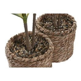 DKD Home Decor Planta Verde 30 x 75 x 30 cm (2 Unidades)