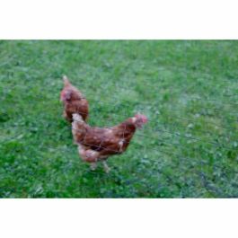 Kerbl KER4018653244074 Neta protectora para aves de corral, malla de 60 mm, 10 x 5 m, color negro