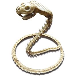 Cobra esqueleto 50 x 43 x 13 cm Cobra esqueleto 50 x 43 x 13 cm