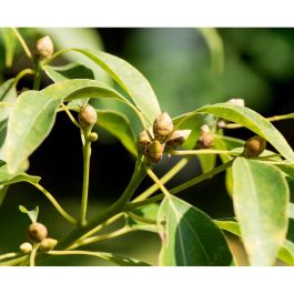 Kiehl'S ULTIMATE BRUSHLESS Crema de Afeitar 75 ml