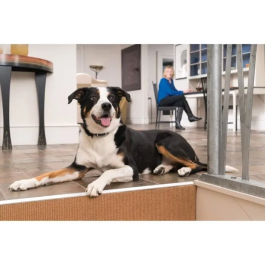 Petsafe PET0729849163621 Collar Adicional para Sistemas de Apoyo Educativo 300-600-900 m