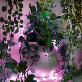 muvit iO Guirnalda WiFi Dreamcolor Mini LED RGB 5m