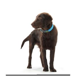 Hunter Collar Convenience Turquesa Talla M, Cuello 38-46 cm, Ancho 2.5 cm, Plástico Impermeable Resistente