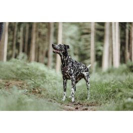 Arnés para Perro Hunter Divo 34-47 cm Marrón Talla XS Precio: 40.49999954. SKU: S6101758