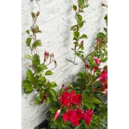 Metallic Trellis Nature 6040760 - Para plantas trepadoras Precio: 27.50000033. SKU: B17S8B6QD3