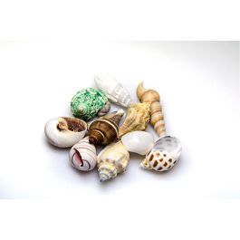 Conchas Akvastabil Sea Precio: 16.89000038. SKU: B1HCMBHV9T