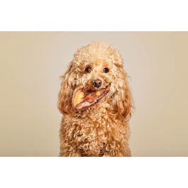 Gloria Snack Natural de Orejas de Cerdo 100% Secas al Horno para Perros, Ricas en Colágeno, Lote de 10 Unidades Pequeñas Precio: 11.8900001. SKU: B1DMB5BYH4