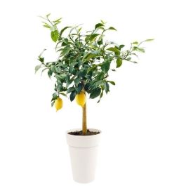 Jarrón toscano alto EDA - Ø 46 x H 65 cm - 67 L - Blanco Jarrón toscano alto EDA - Ø 46 x H 65 cm - 67 L - Blanco