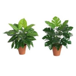 Planta Tropical DKD Home Decor Verde 20 x 45 x 20 cm (6 Unidades) Precio: 80.6899995. SKU: B1EJ32BE8Q