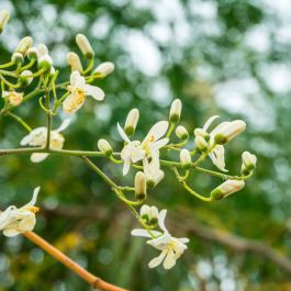 The Body Shop Moringa Gel de Ducha 750 ml