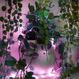 Muvit Guirnalda Luces Io Wifi Dreamcolor, Control Wi-Fi, Compatible con Google Home, Alexa, Siri, Efecto Musical, 66 LED, 5m