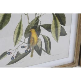 DKD Home Decor Cuadro de Pared Tropical Botanic Aves Verde Beige Natural, Madera Abeto y Cristal, 70x55x2.5 cm (4 Unidades)