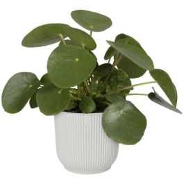 Vibras de maceta de flores redondas - Plastic - Ø22 - Blanco Vibras de maceta de flores redondas - Plastic - Ø22 - Blanco