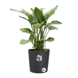 Elho Greensense Aqua Care Round 43 Maceta Gris Ø 43 x H 43 cm Interior/Exterior 100% Reciclado