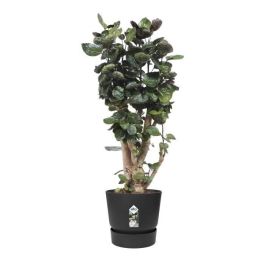 Maceta redonda ELHO Greenville 40 - Exterior - Ø 39 x H 36.8 cm - Negro living Maceta redonda ELHO Greenville 40 - Exterior - Ø 39 x H 36.8 cm - Negro living