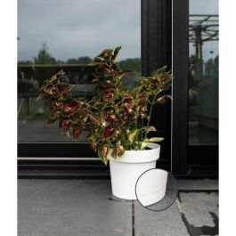Garden Id 08311801 Maceta Glamour con Reserva de Agua Blanco 40 cm Superficie Granulada Interior/Exterior Diseño Elegante