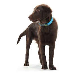 Collar Convenience Cuello 33-41 cm S-M Turquesa Collar Convenience Cuello 33-41 cm S-M Turquesa