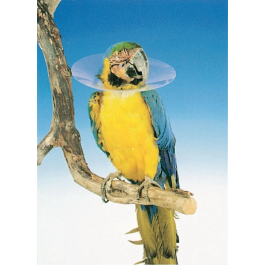 Collar Isabelino Para Aves 8 cm Kruuse Precio: 2.50000036. SKU: B1KNZM4TH8
