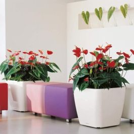Maceta - LEC - Quadro Premium LS 50 - antracita metalizada - 50 x 50 x 46,5 cm - 53 L Maceta - LEC - Quadro Premium LS 50 - antracita metalizada - 50 x 50 x 46,5 cm - 53 L