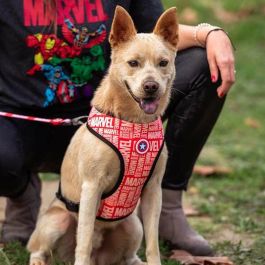 Marvel Arnés para Perros Talla S-M Color Rojo Marvel Arnés para Perros Talla S-M Color Rojo
