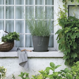 Deroma DER0191942095633 Platillo Origen 49,5 x h4,5 cm Gris