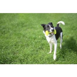 Coachi Mancuerna de Adiestramiento Mediana Lima Flotante y Resistente, Juguete Clásico para Recuperación de Objetos y Entrenamiento de Perros y Cachorros