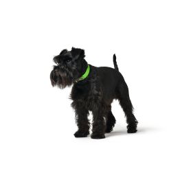 Collar Convenience Cuello 33-41 cm S-M Verde Manzana Collar Convenience Cuello 33-41 cm S-M Verde Manzana
