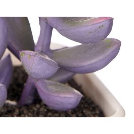 Maceta Cuadrada Pequeña Ibergarden 5x10x5 cm, Verde/Blanco/Morado/Rosa, Plástico (48 Unidades) Maceta Cuadrada Pequeña Ibergarden 5x10x5 cm, Verde/Blanco/Morado/Rosa, Plástico (48 Unidades)