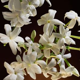 Dolce & Gabbana The One Intense Eau de Parfum Intense Vaporizador 75 ml para Mujer